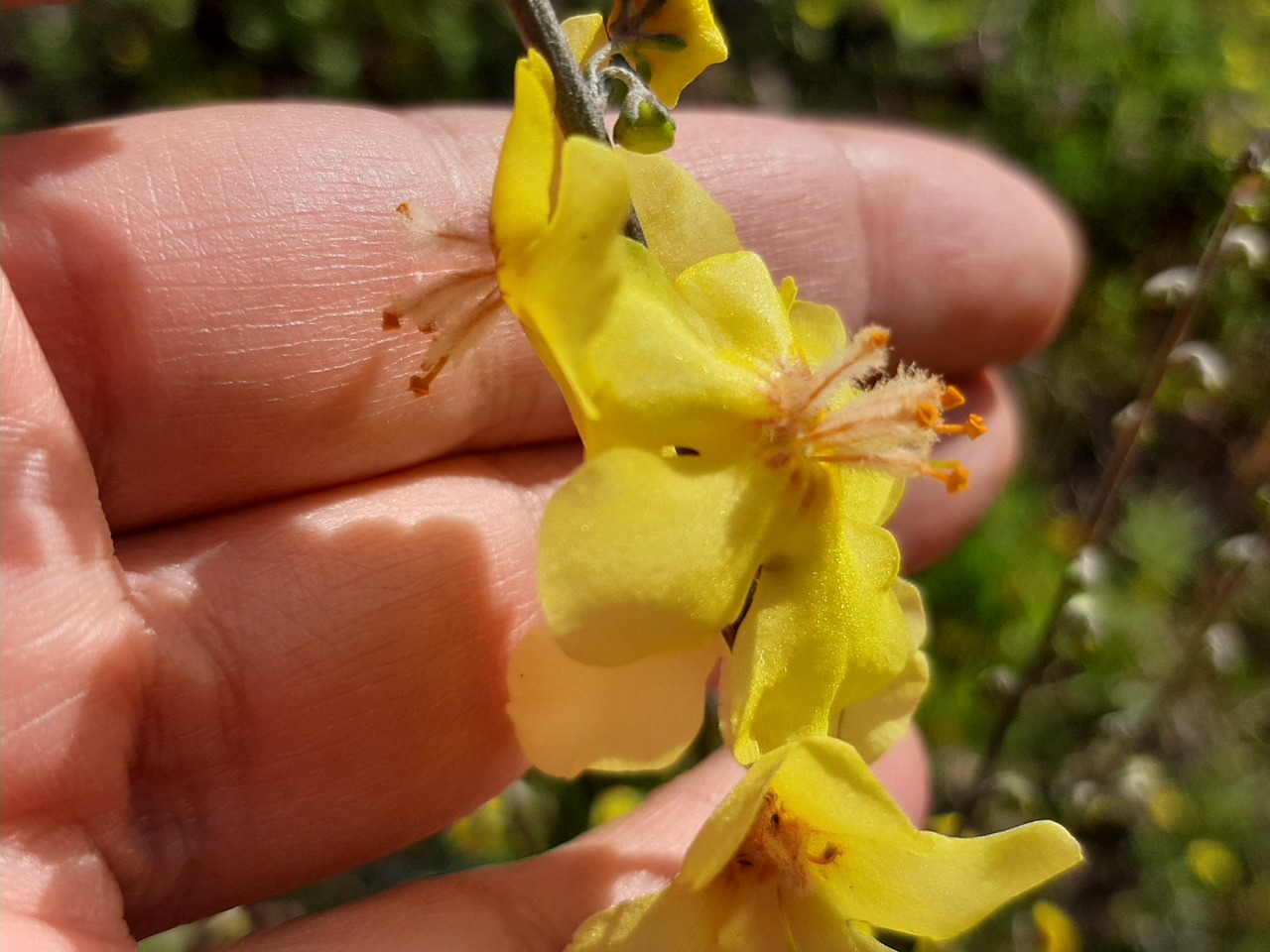 Verbascum smyrnaeum