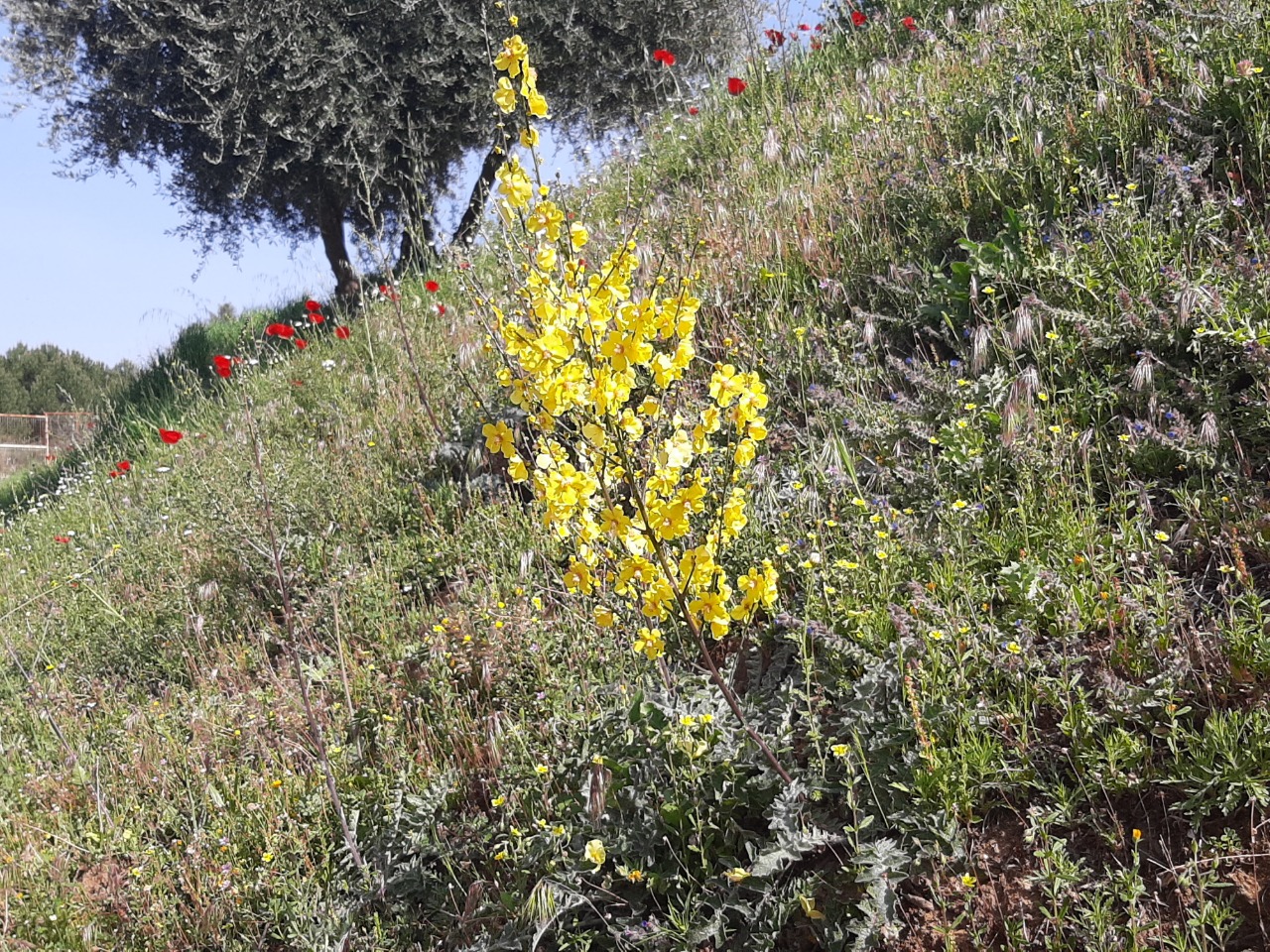 Verbascum smyrnaeum