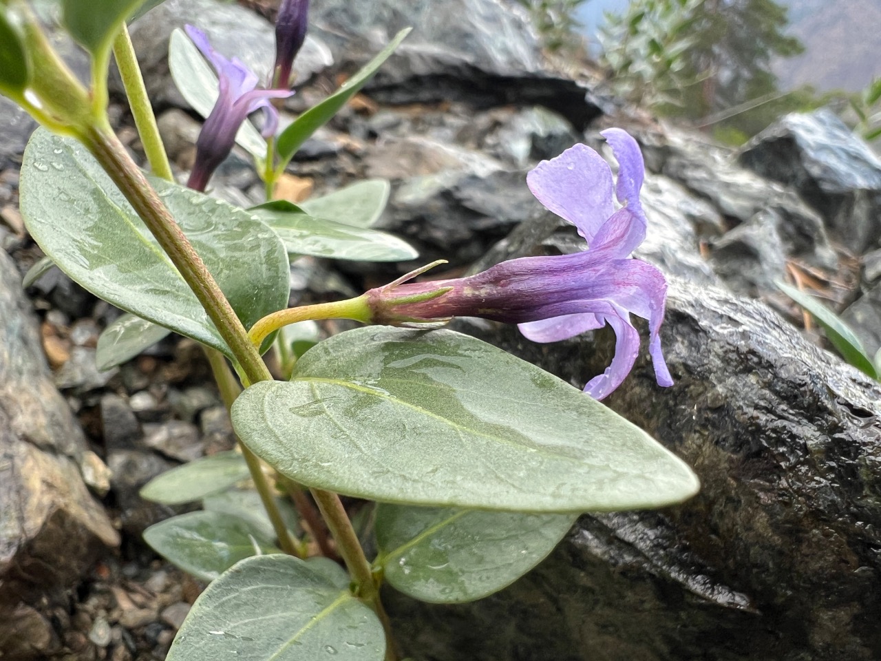 Vinca soneri