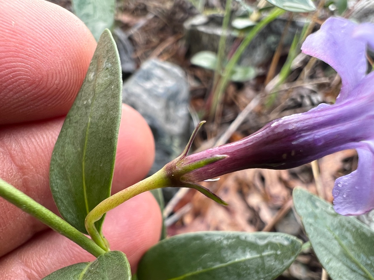 Vinca soneri