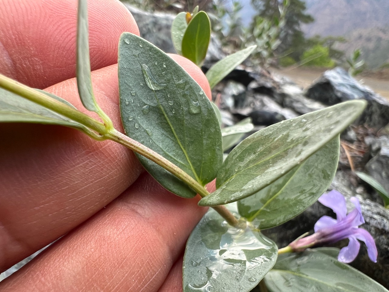 Vinca soneri