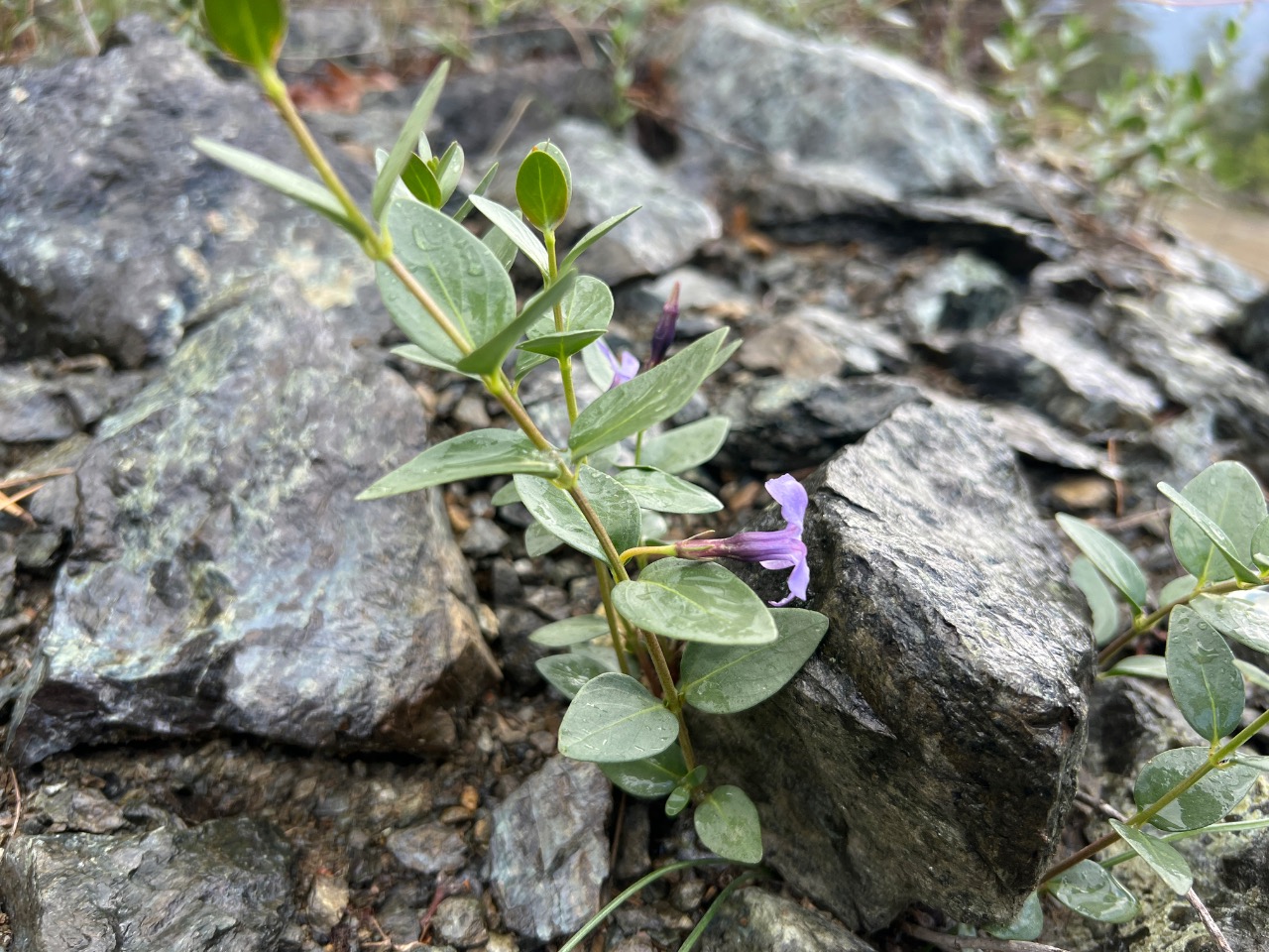 Vinca soneri