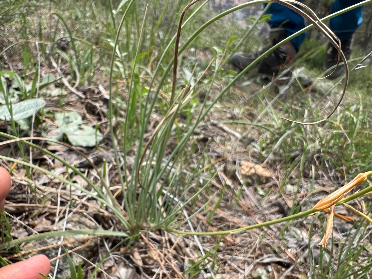 Asphodeline brevicaulis subsp. brevicaulis