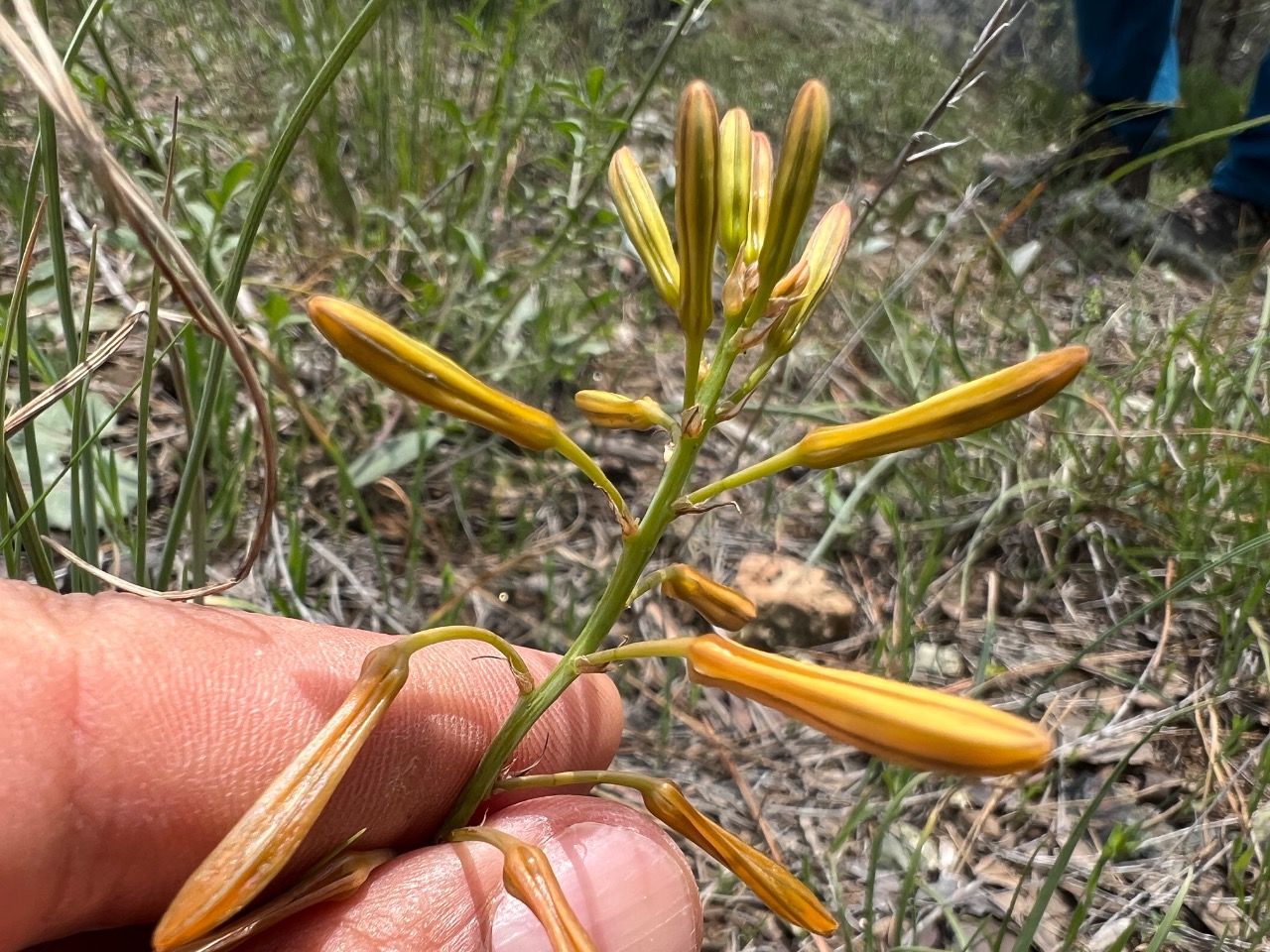 Asphodeline brevicaulis subsp. brevicaulis