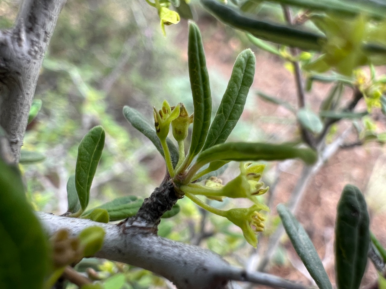 Rhamnus punctata