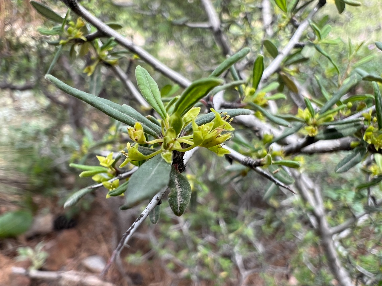 Rhamnus punctata