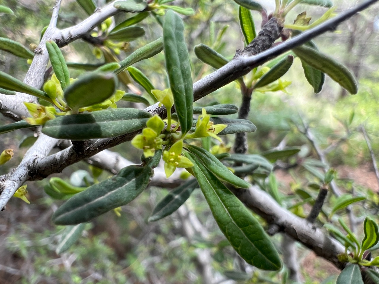 Rhamnus punctata