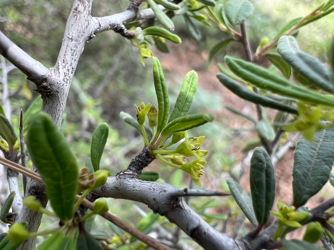 Rhamnus punctata