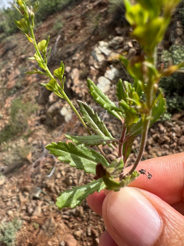 Veronica leiocarpa