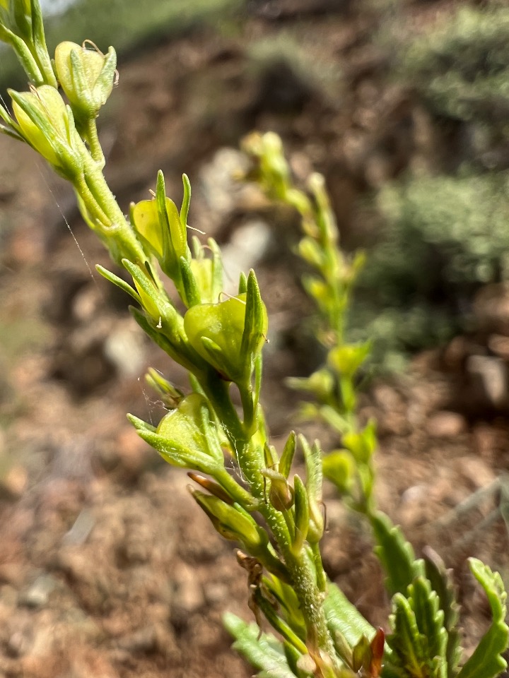 Veronica leiocarpa