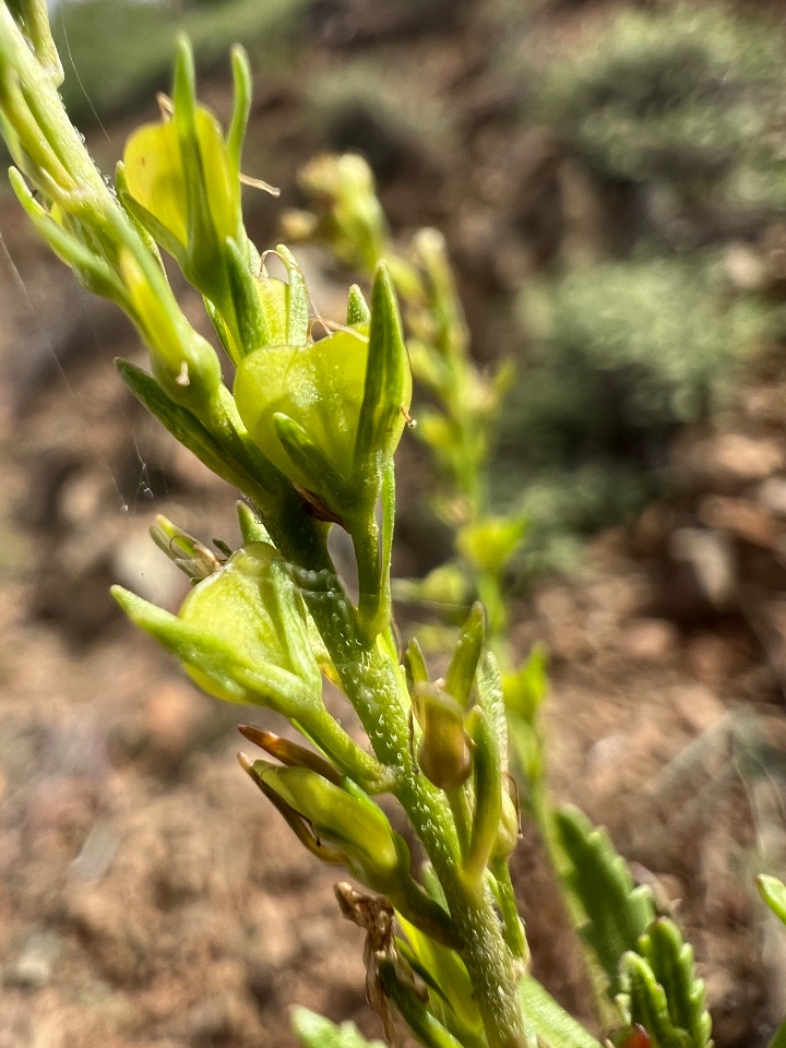 Veronica leiocarpa