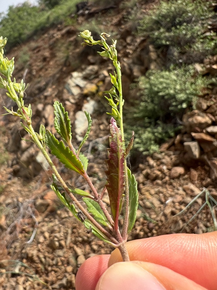Veronica leiocarpa