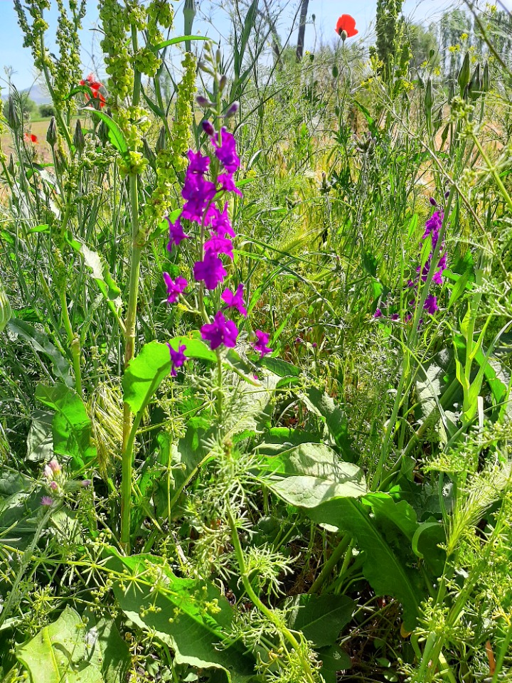 Delphinium ajacis