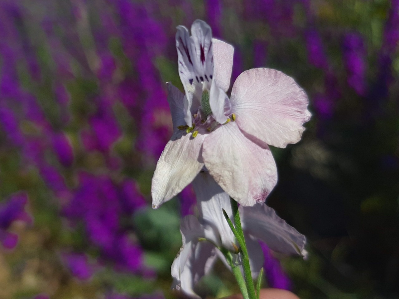 Delphinium ajacis