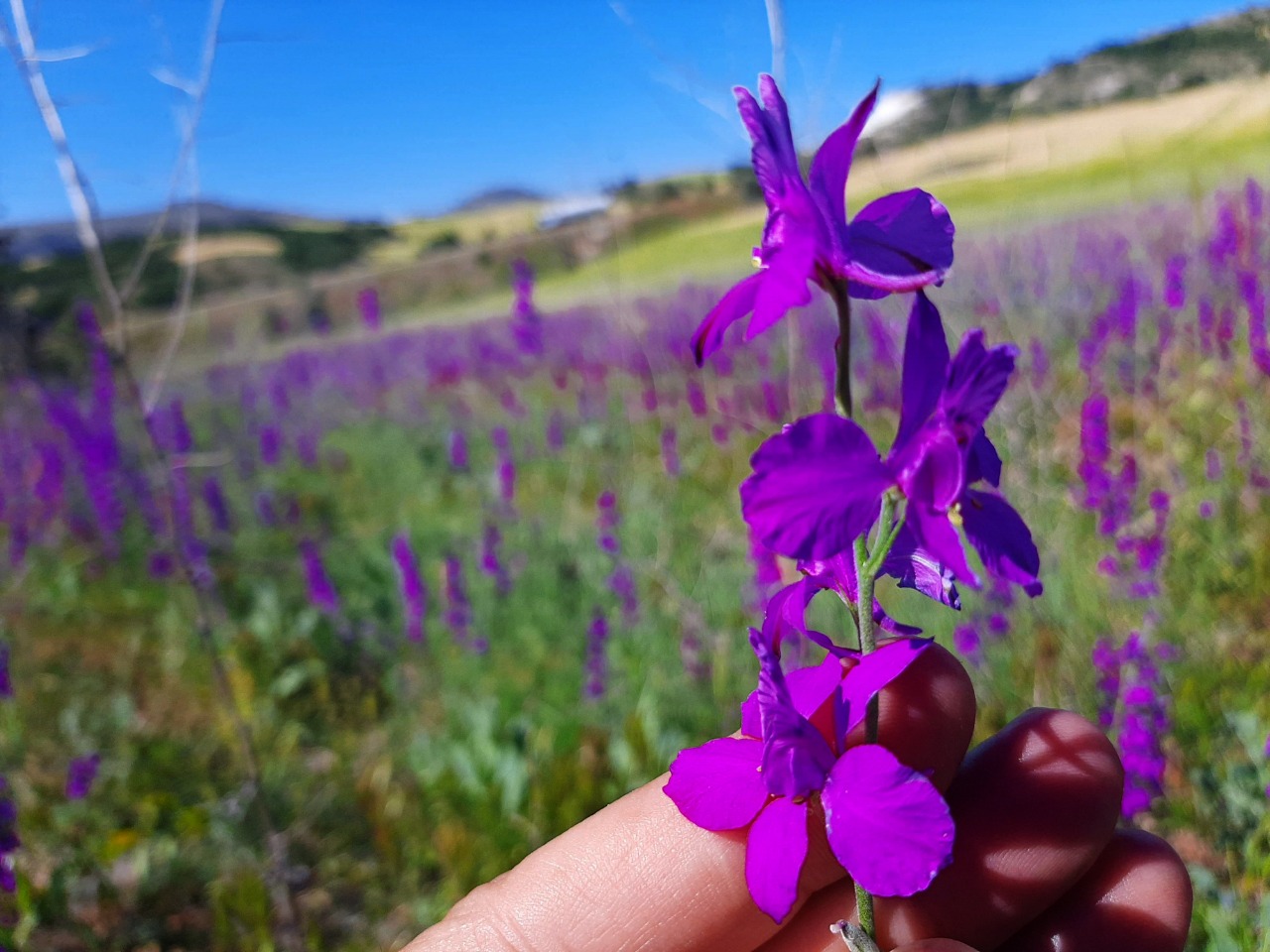 Delphinium ajacis