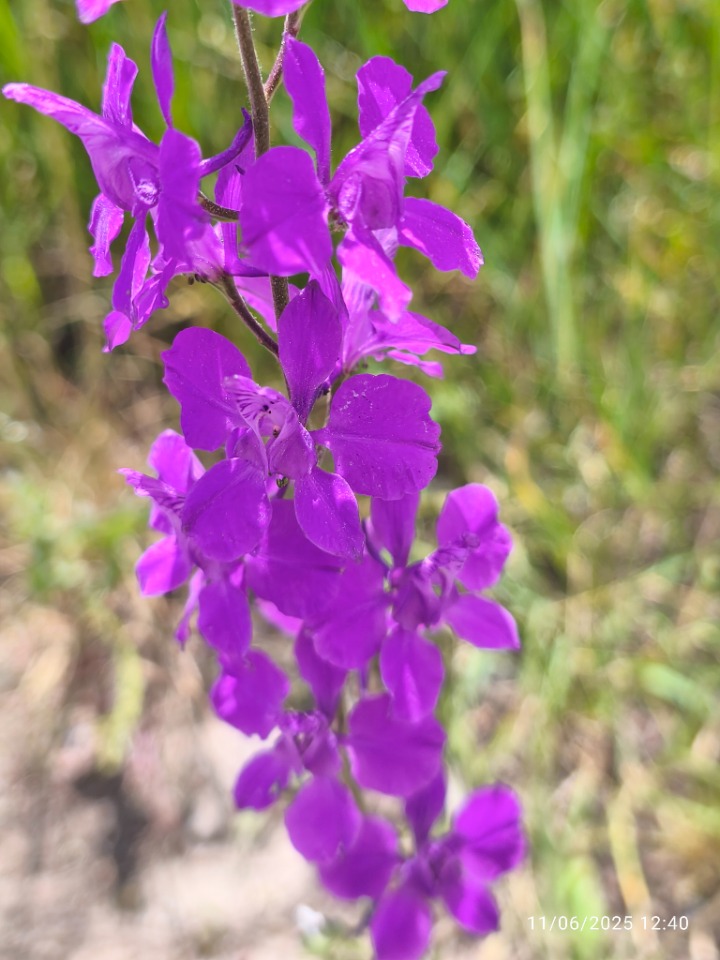 Delphinium ajacis