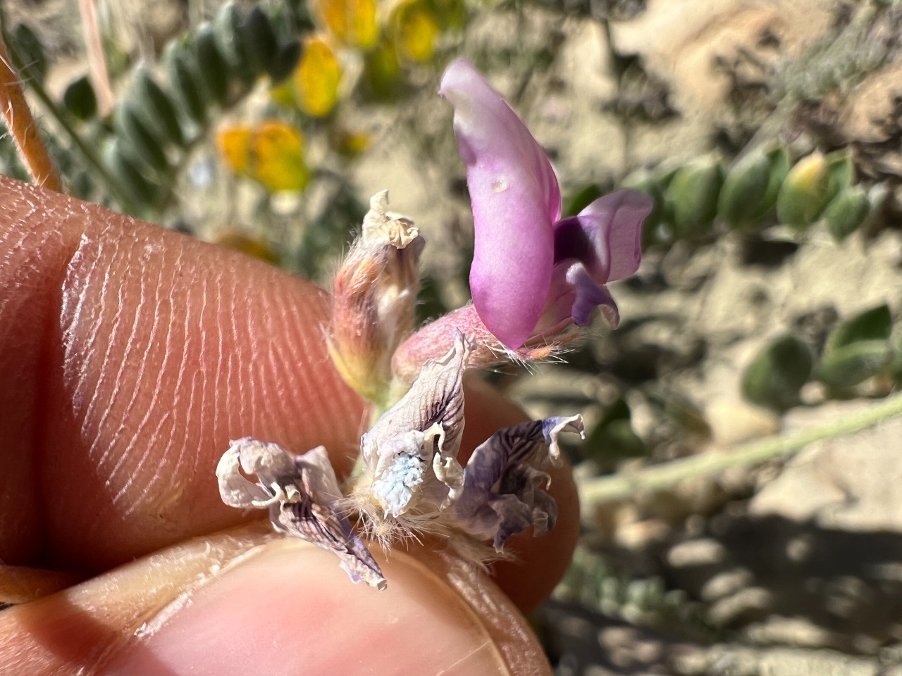 Oxytropis lupinoides