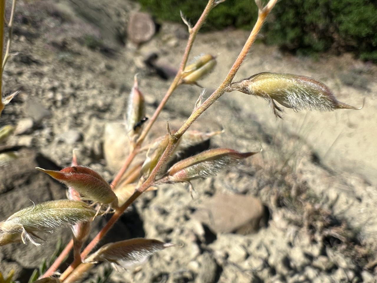 Oxytropis lupinoides