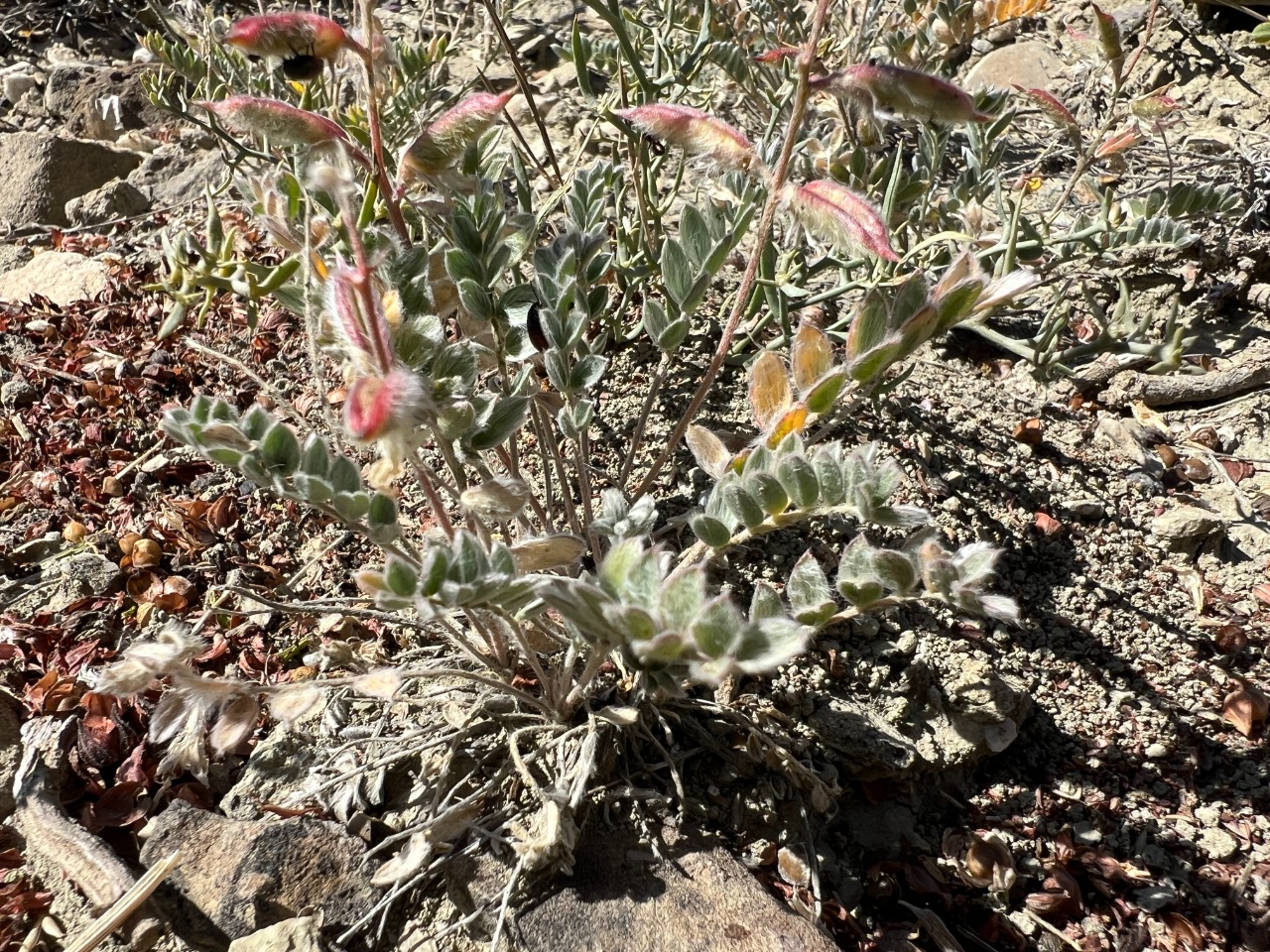 Oxytropis lupinoides