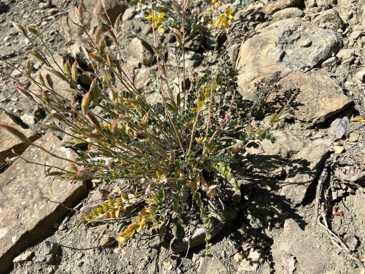 Oxytropis lupinoides