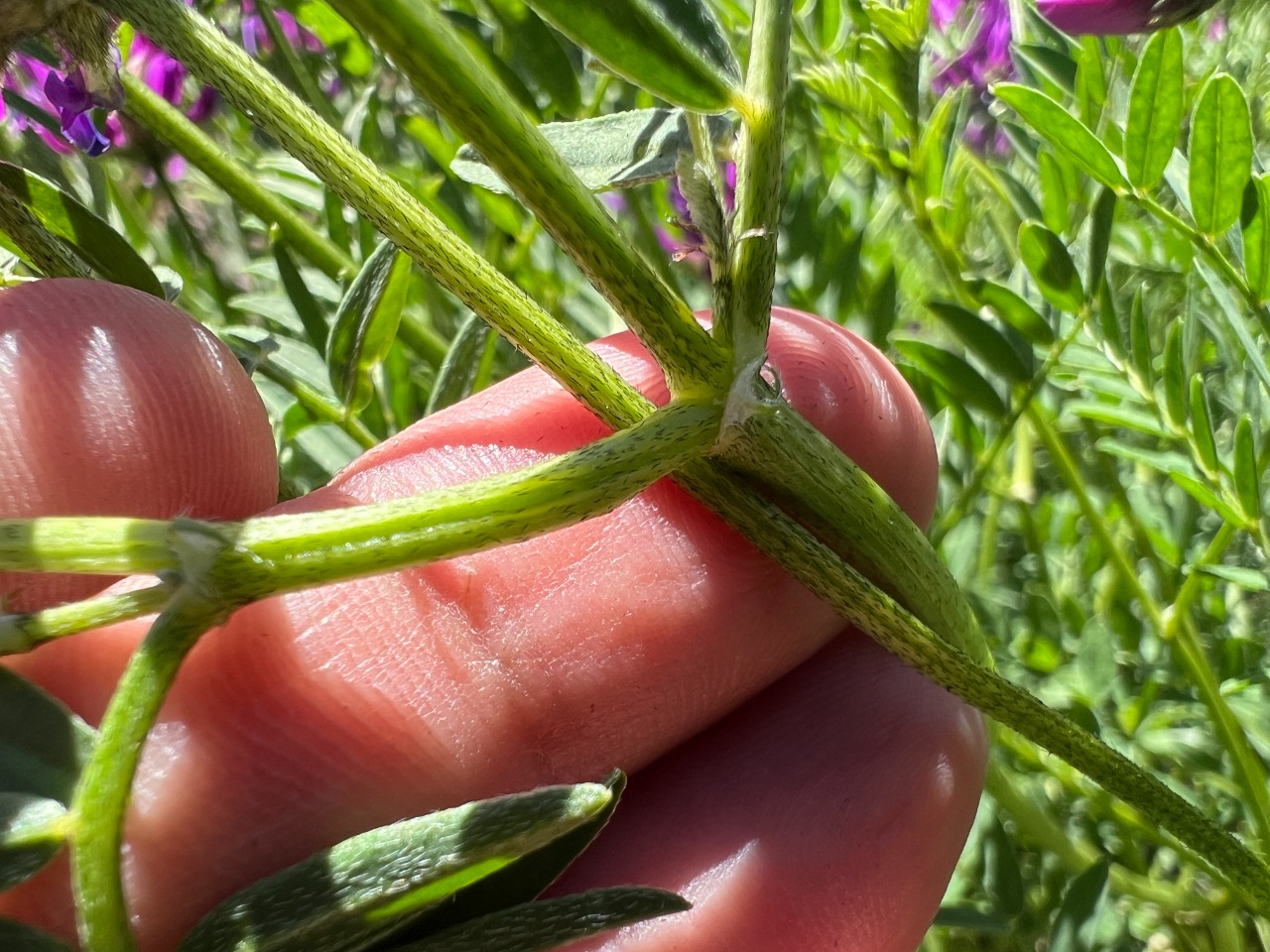 Astragalus eliasianus