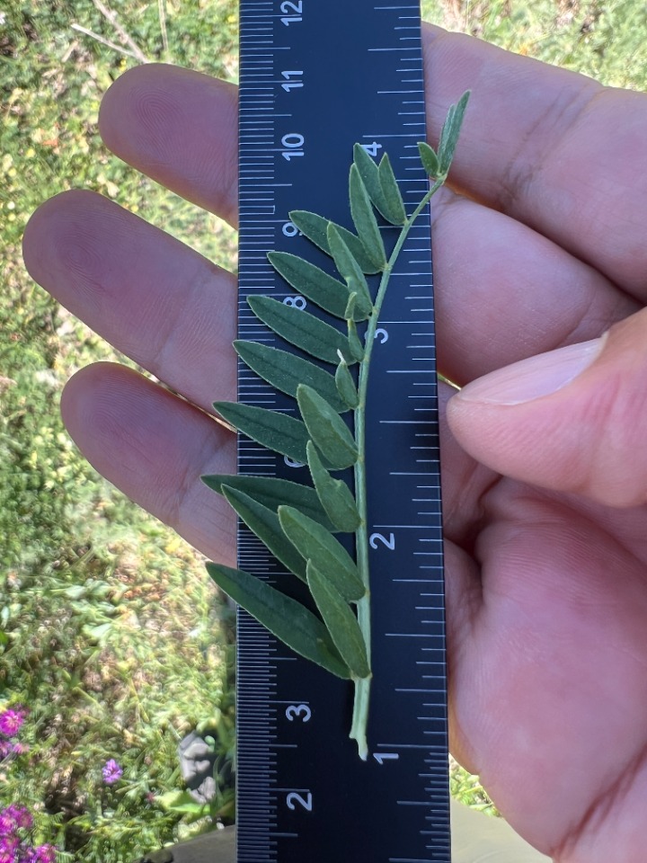 Astragalus eliasianus