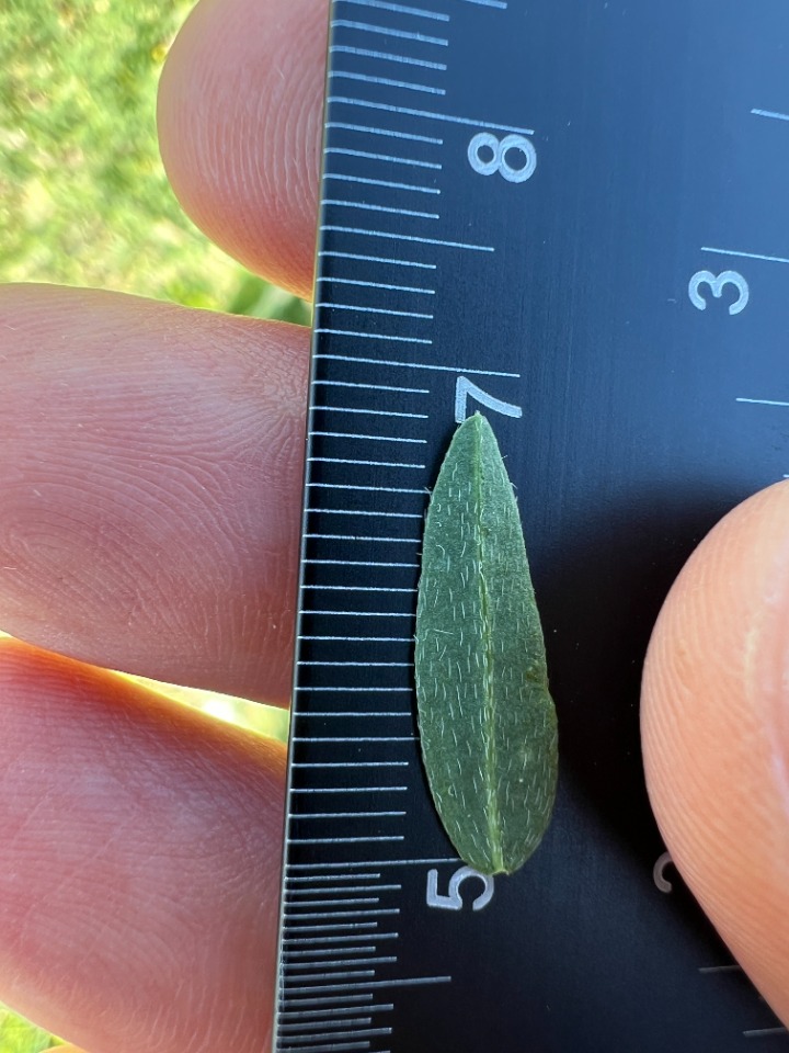 Astragalus eliasianus