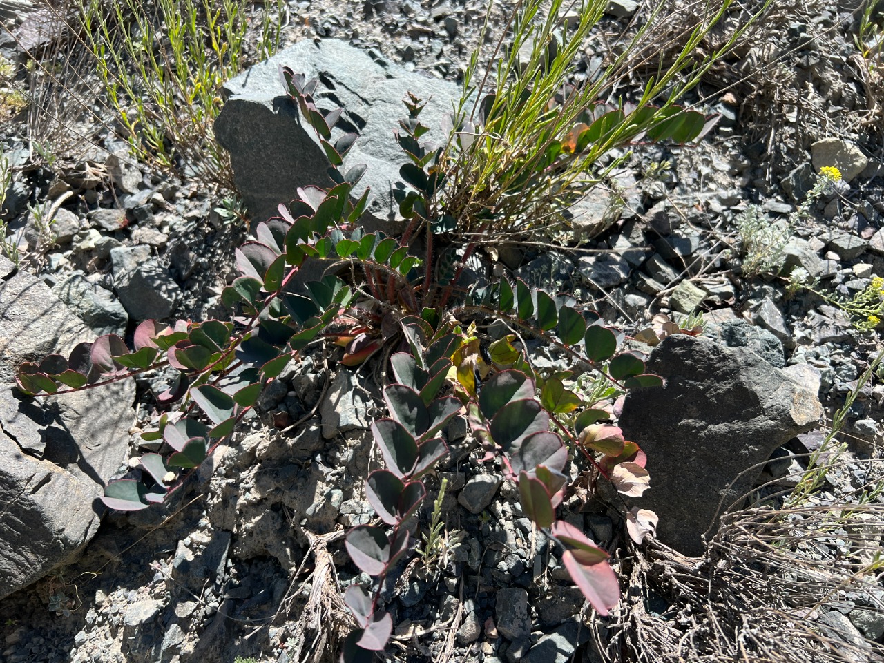 Astragalus fabaceus