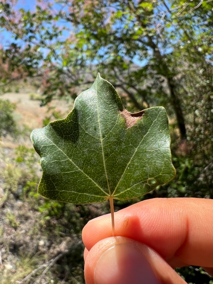 Acer cappadocicum subsp. divergens