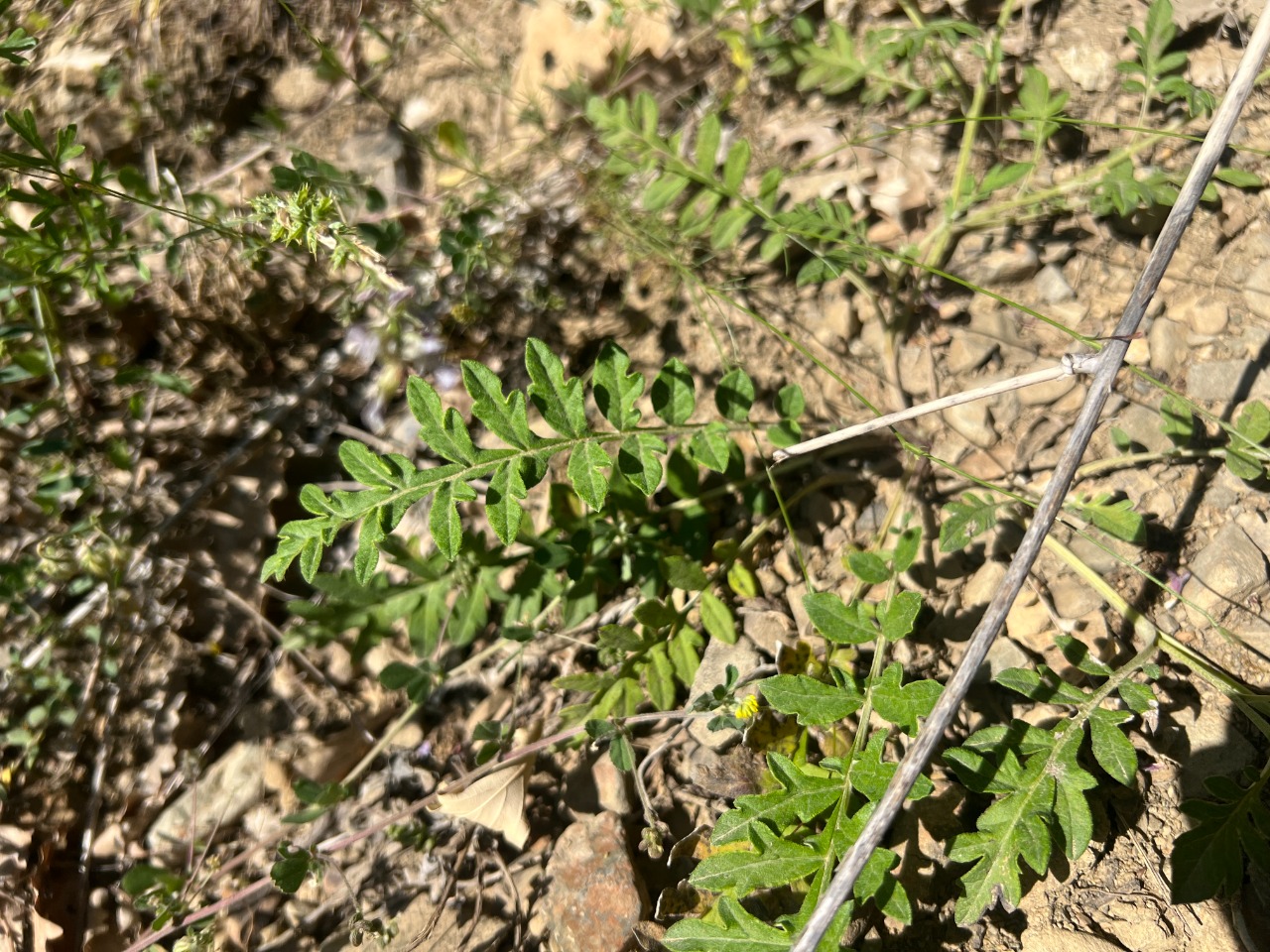 Psephellus dealbatus