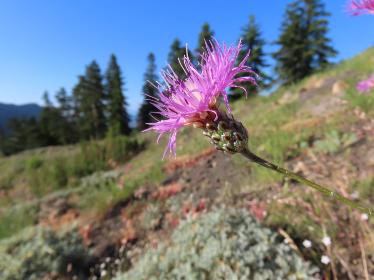 Psephellus simplicicaulis