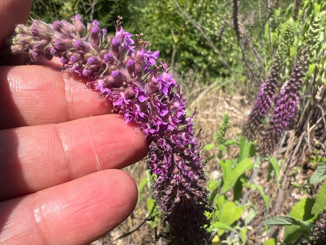 Teucrium hircanicum