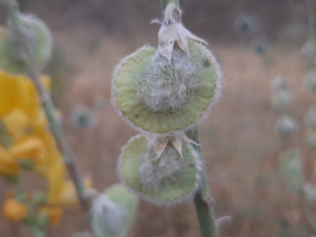 Onobrychis galegifolia