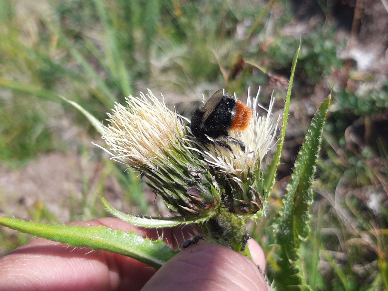Bombus lapidarius