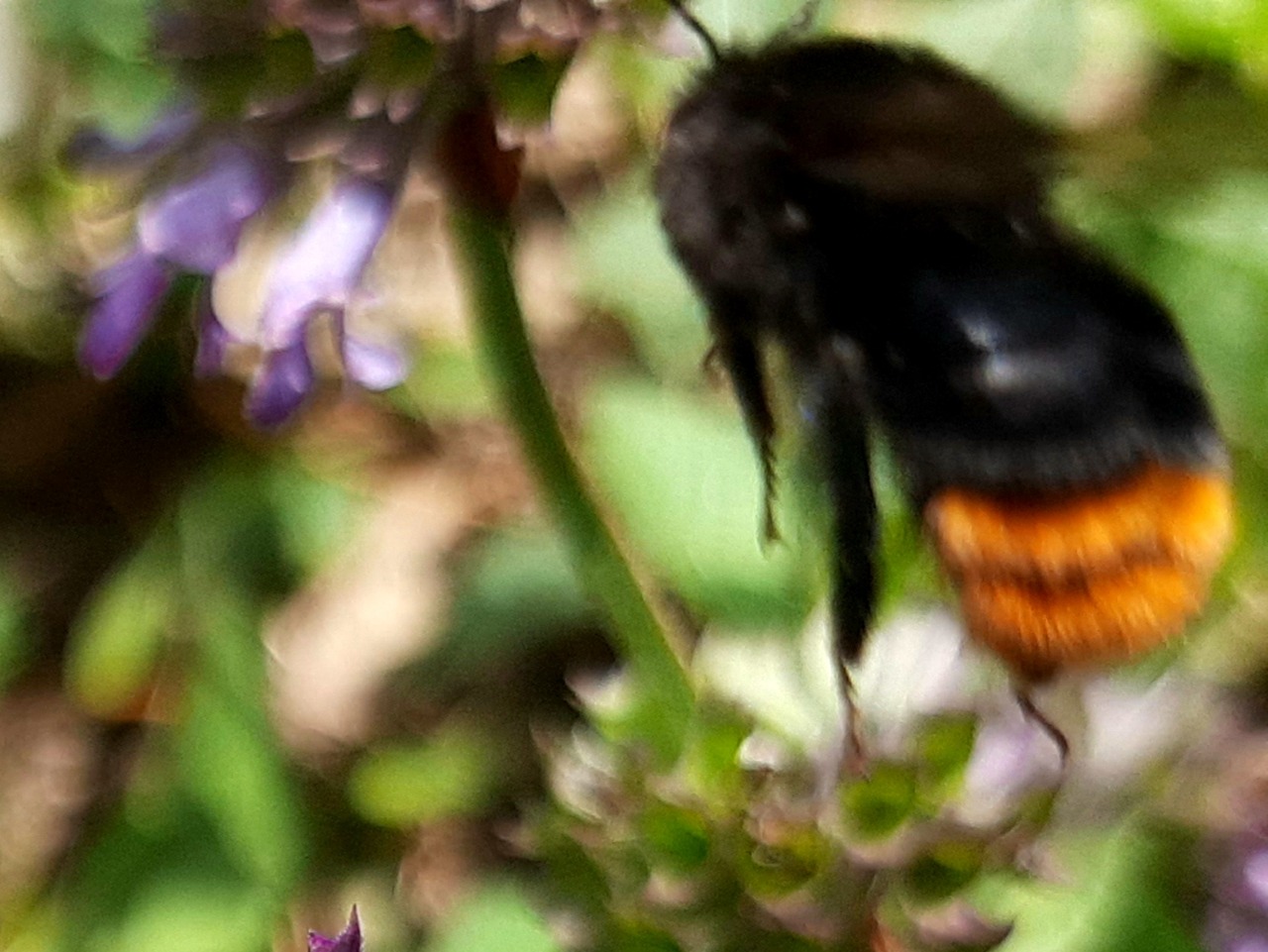 Bombus lapidarius