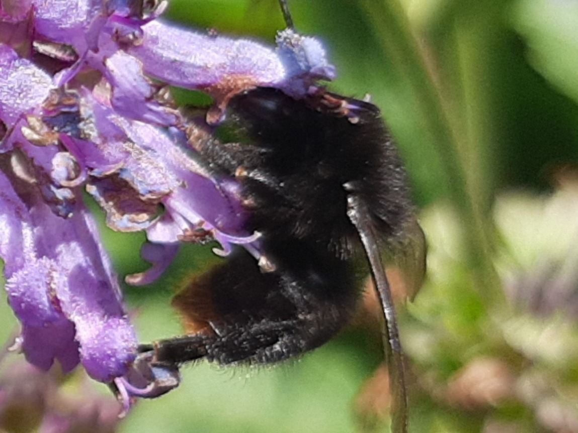 Bombus lapidarius