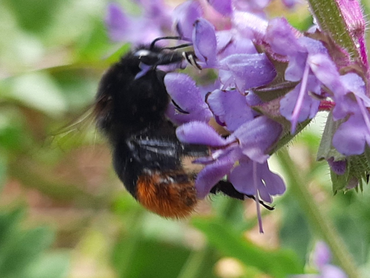 Bombus lapidarius