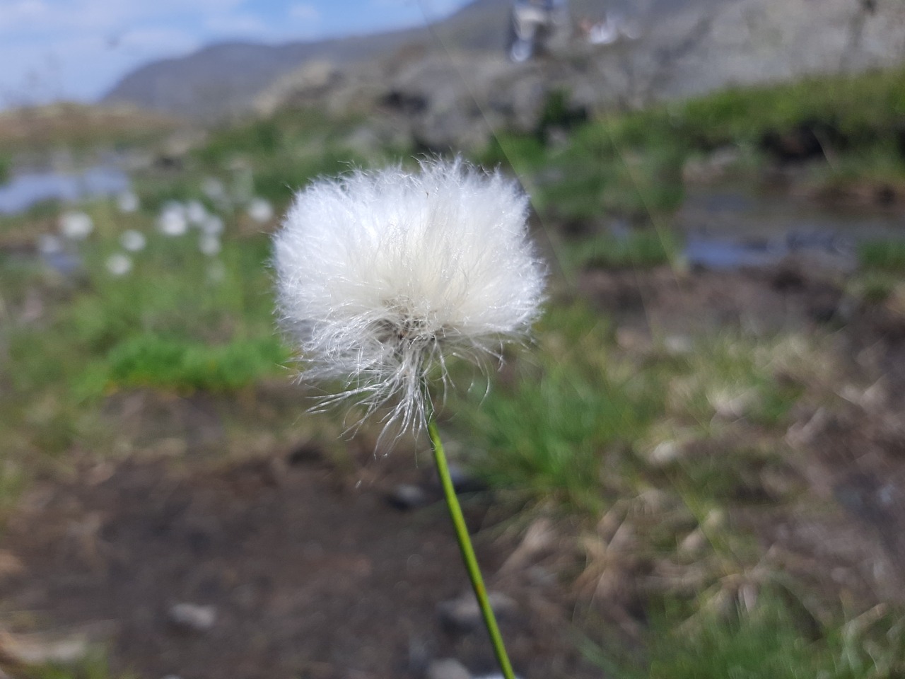 Eriophorum vaginatum