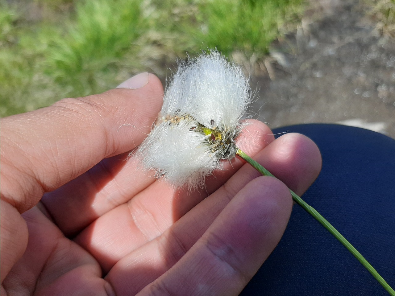 Eriophorum vaginatum