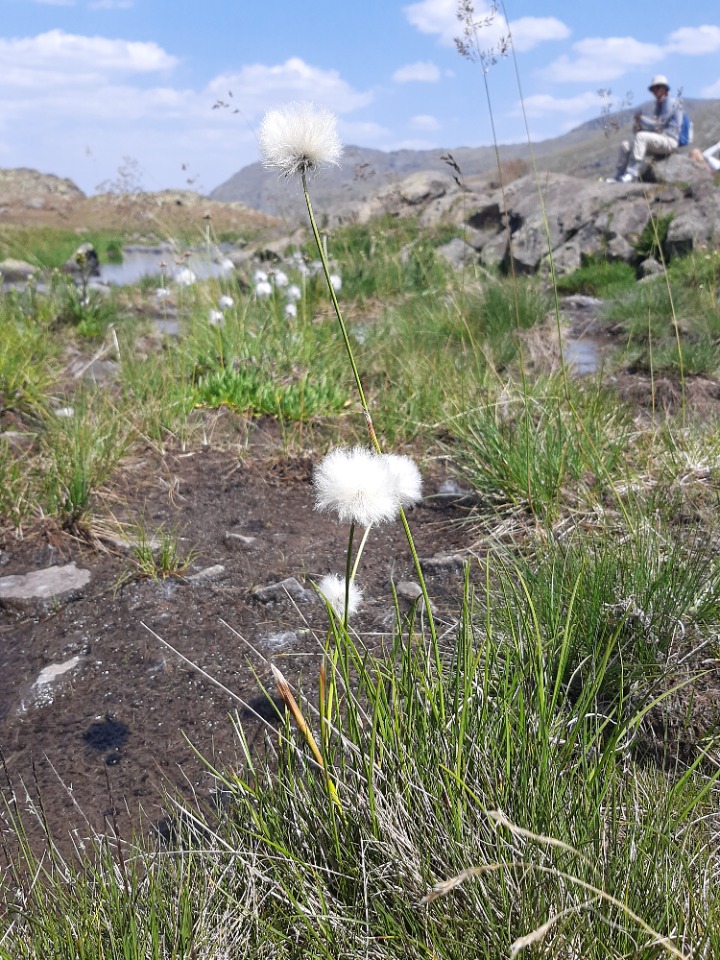 Eriophorum vaginatum