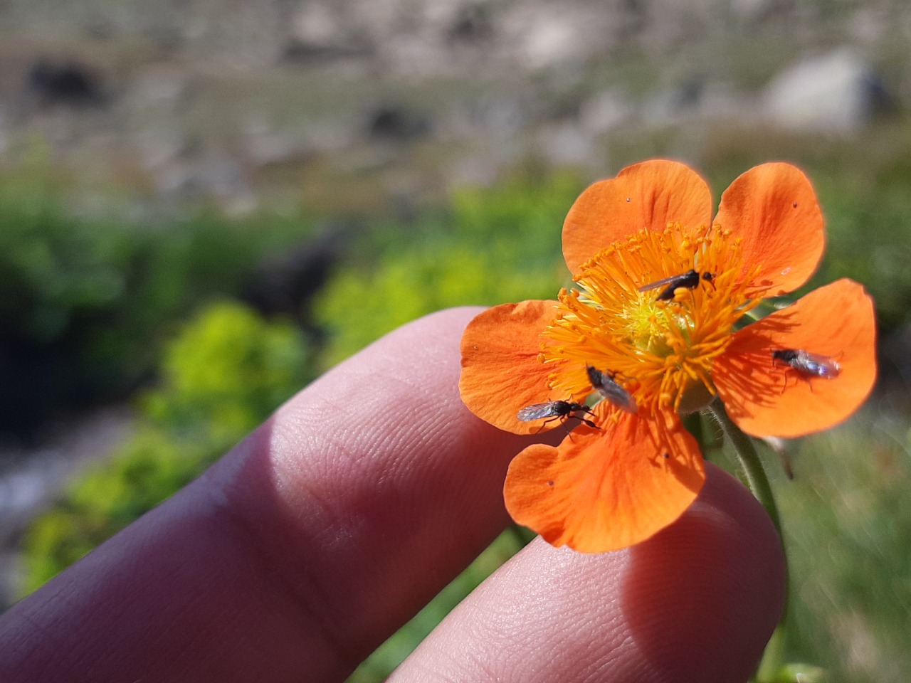 Geum coccineum