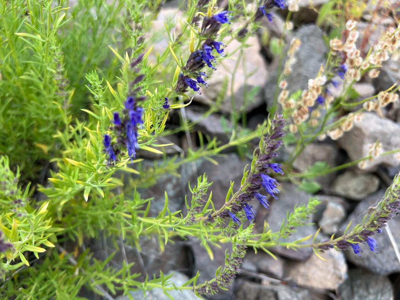 Hyssopus officinalis