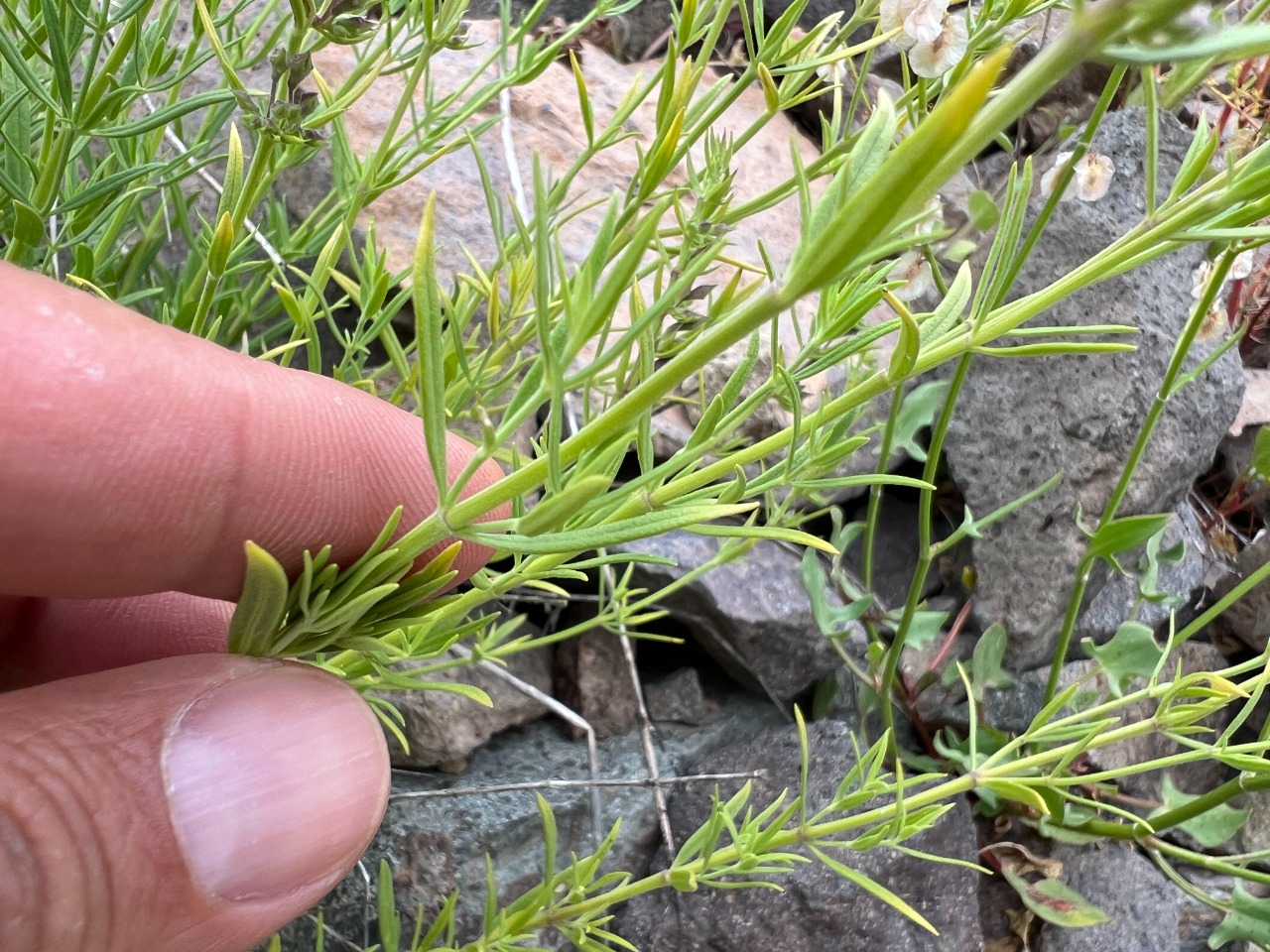 Hyssopus officinalis