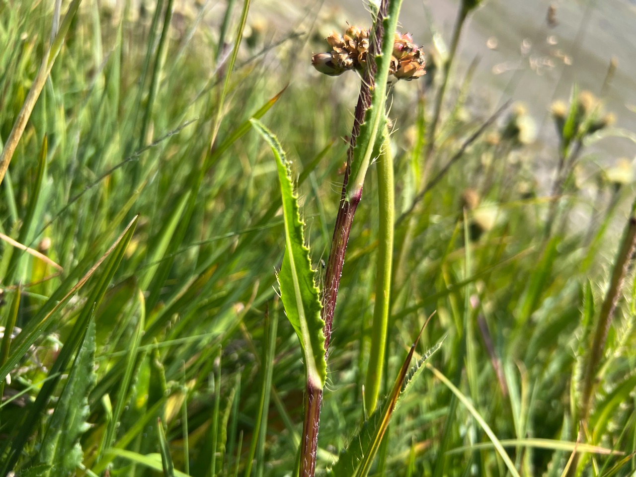 Cirsium obvallatum