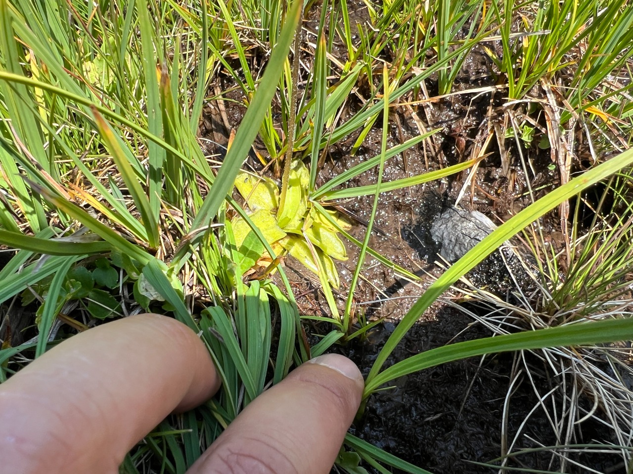 Pinguicula balcanica