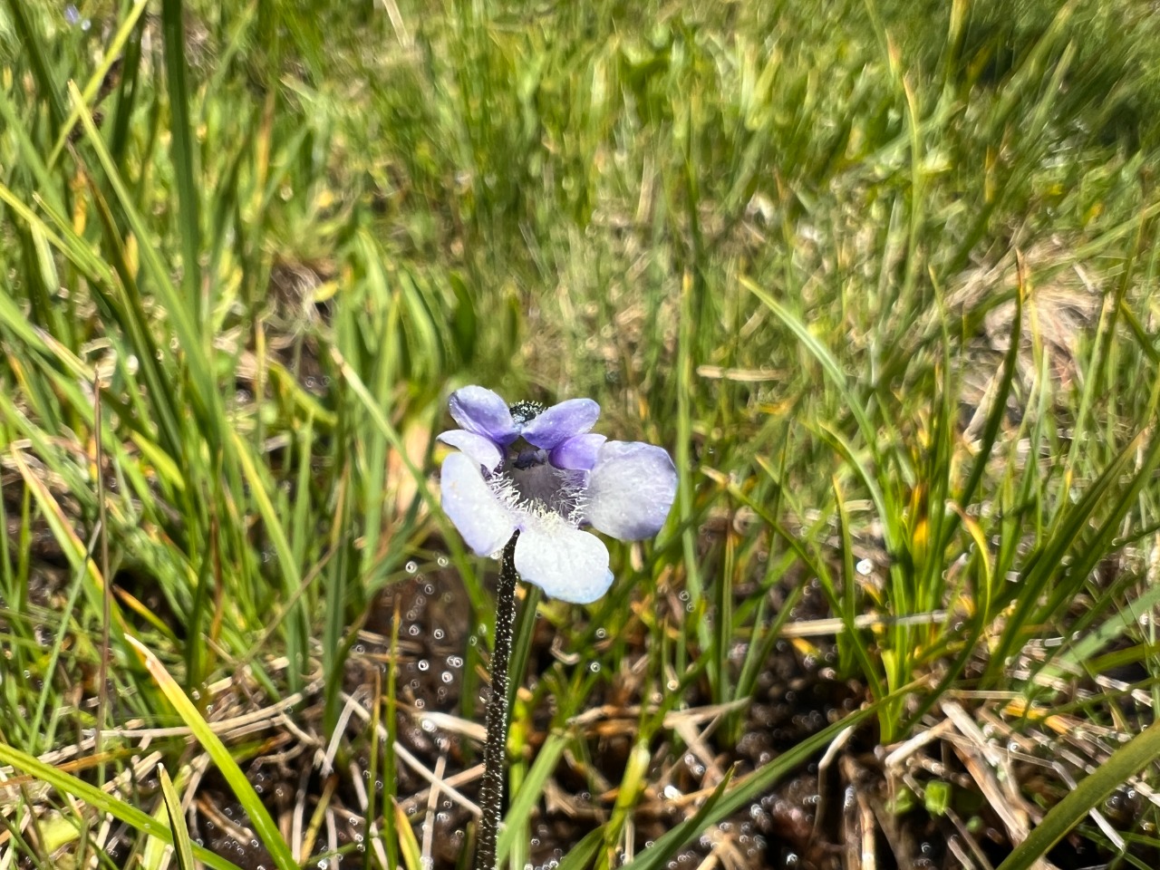 Pinguicula balcanica