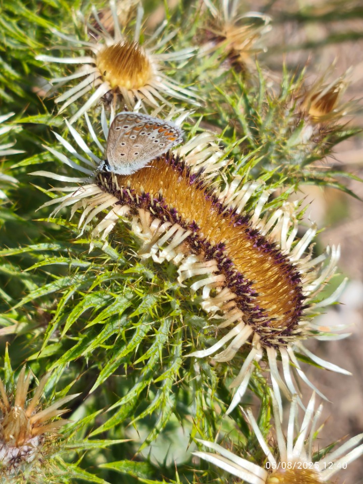 Carlina biebersteinii subsp. brevibracteata