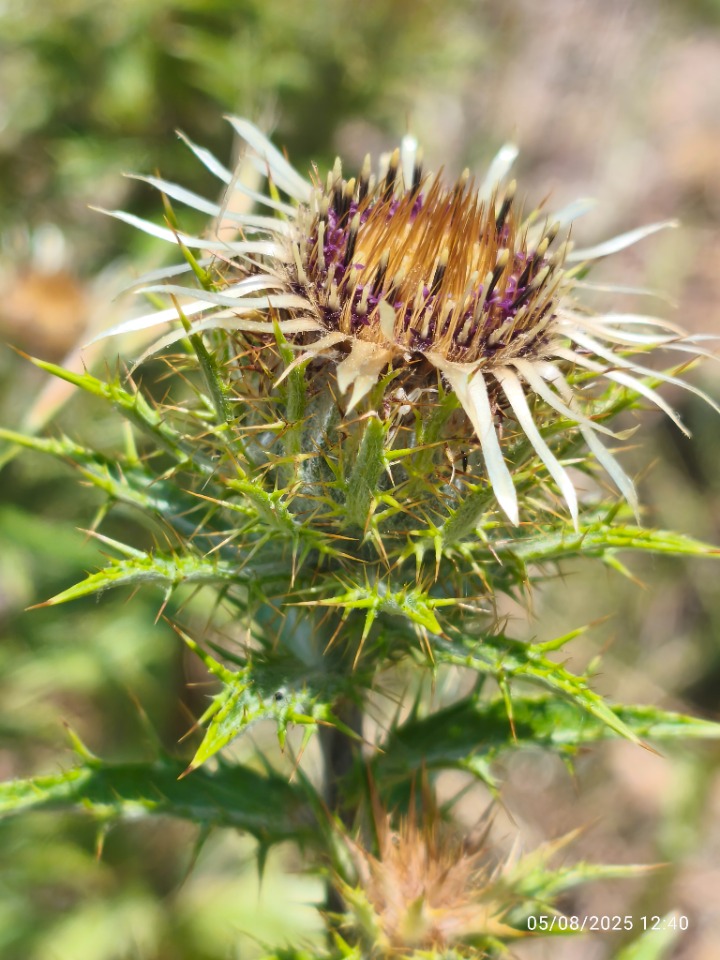 Carlina biebersteinii subsp. brevibracteata