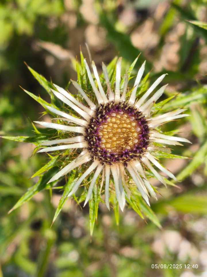 Carlina biebersteinii subsp. brevibracteata
