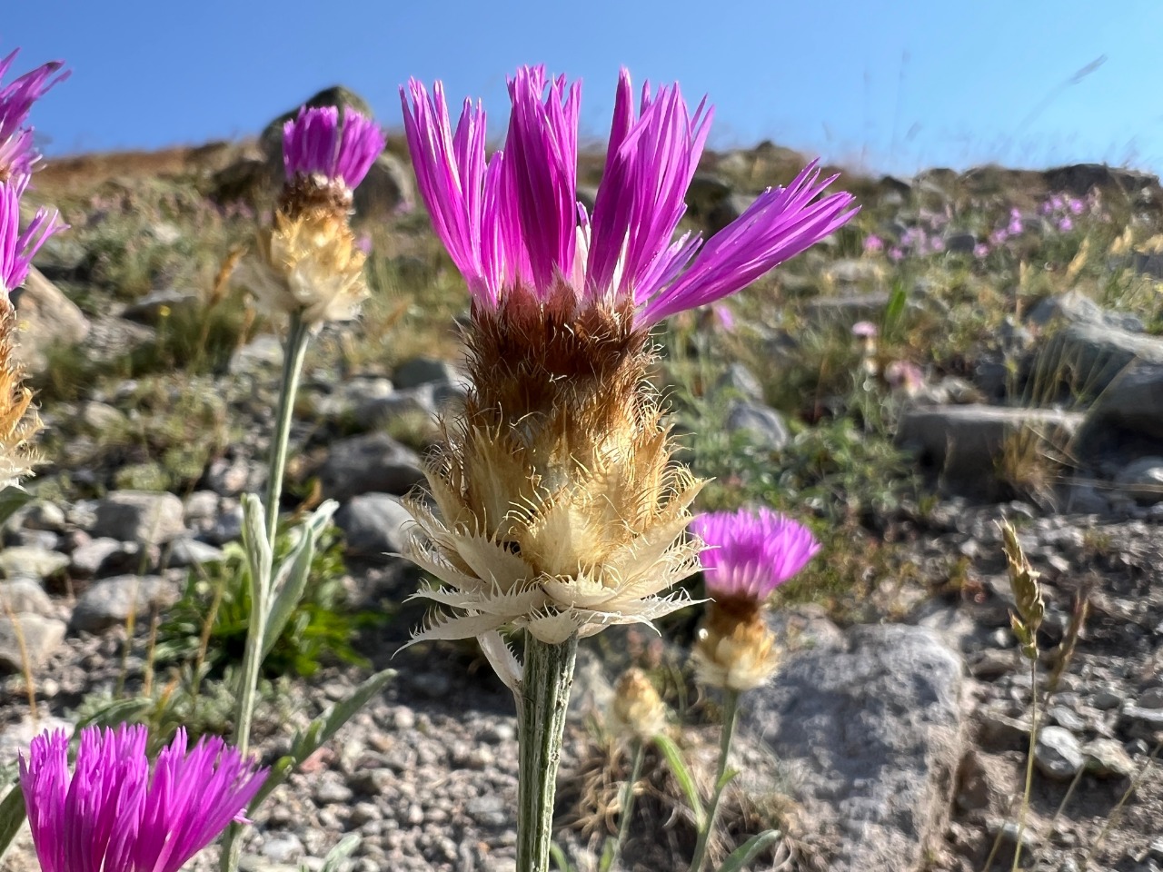 Psephellus caucasicus
